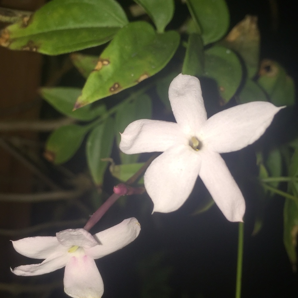 Meet your Posher, Kandi